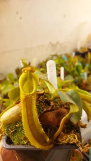 Nepenthes veitchii "bau"
