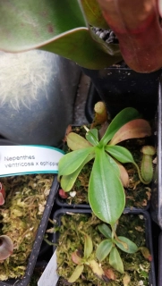 Nepenthes ventricosa x ephippiata